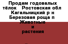 Продам годовалых тёлок - Ростовская обл., Кагальницкий р-н, Березовая роща п. Животные и растения » Другие животные   